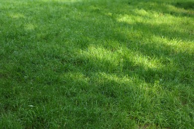 Photo of Fresh green grass growing outdoors in summer