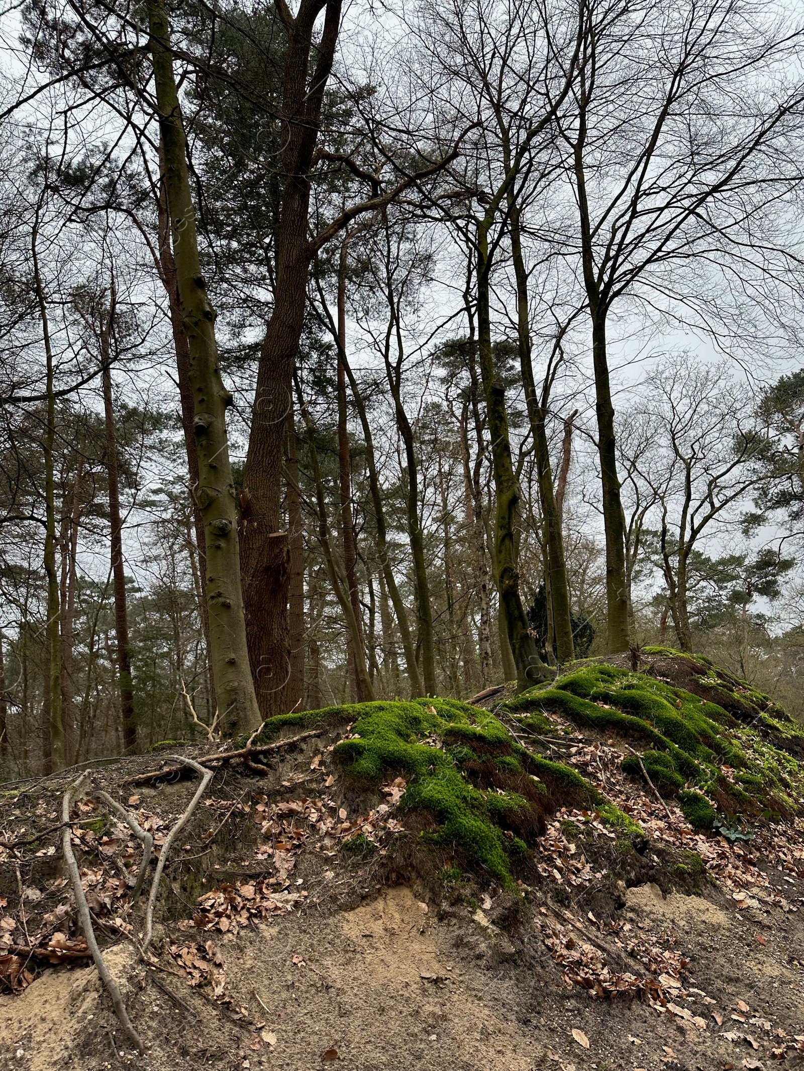 Photo of Beautiful trees, fallen leaves and green moss in forest