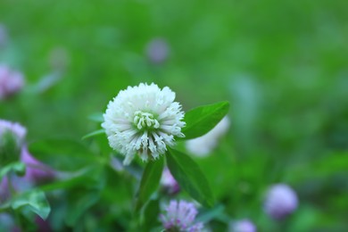 Photo of Beautiful white clover flower on blurred background, closeup