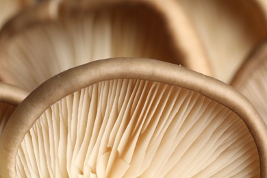 Fresh oyster mushrooms as background, macro view