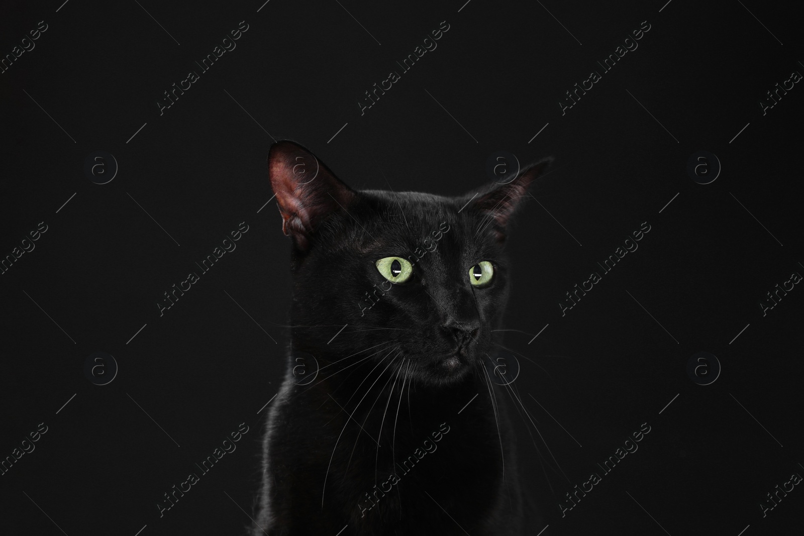 Photo of Adorable cat with green eyes on black background. Lovely pet