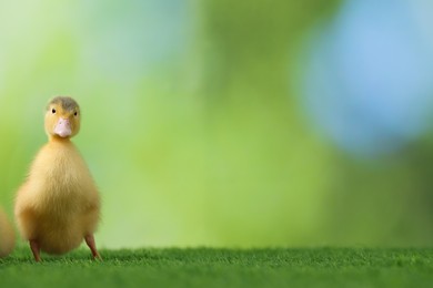 Photo of Cute fluffy duckling on artificial grass against blurred background, space for text. Baby animal