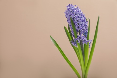 Photo of Beautiful hyacinth on color background, space for text. Spring flower