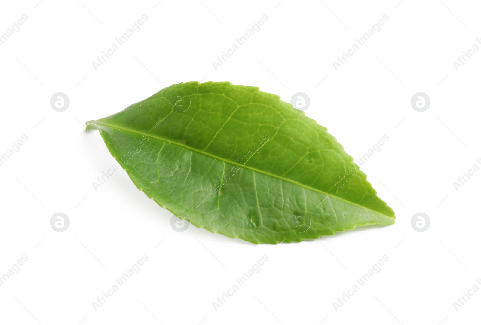 Photo of Green leaf of tea plant isolated on white