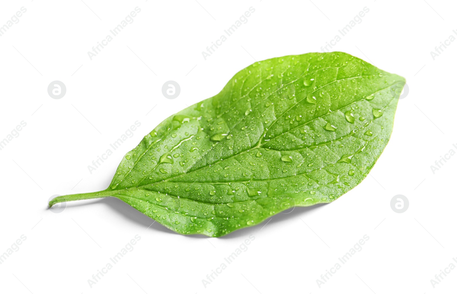 Photo of Green leaf with dew on white background