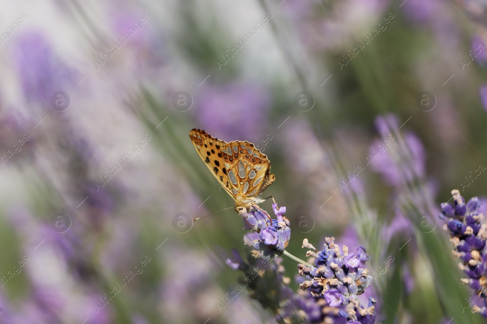 Photo of Beautiful butterfly in lavender field on summer day, closeup