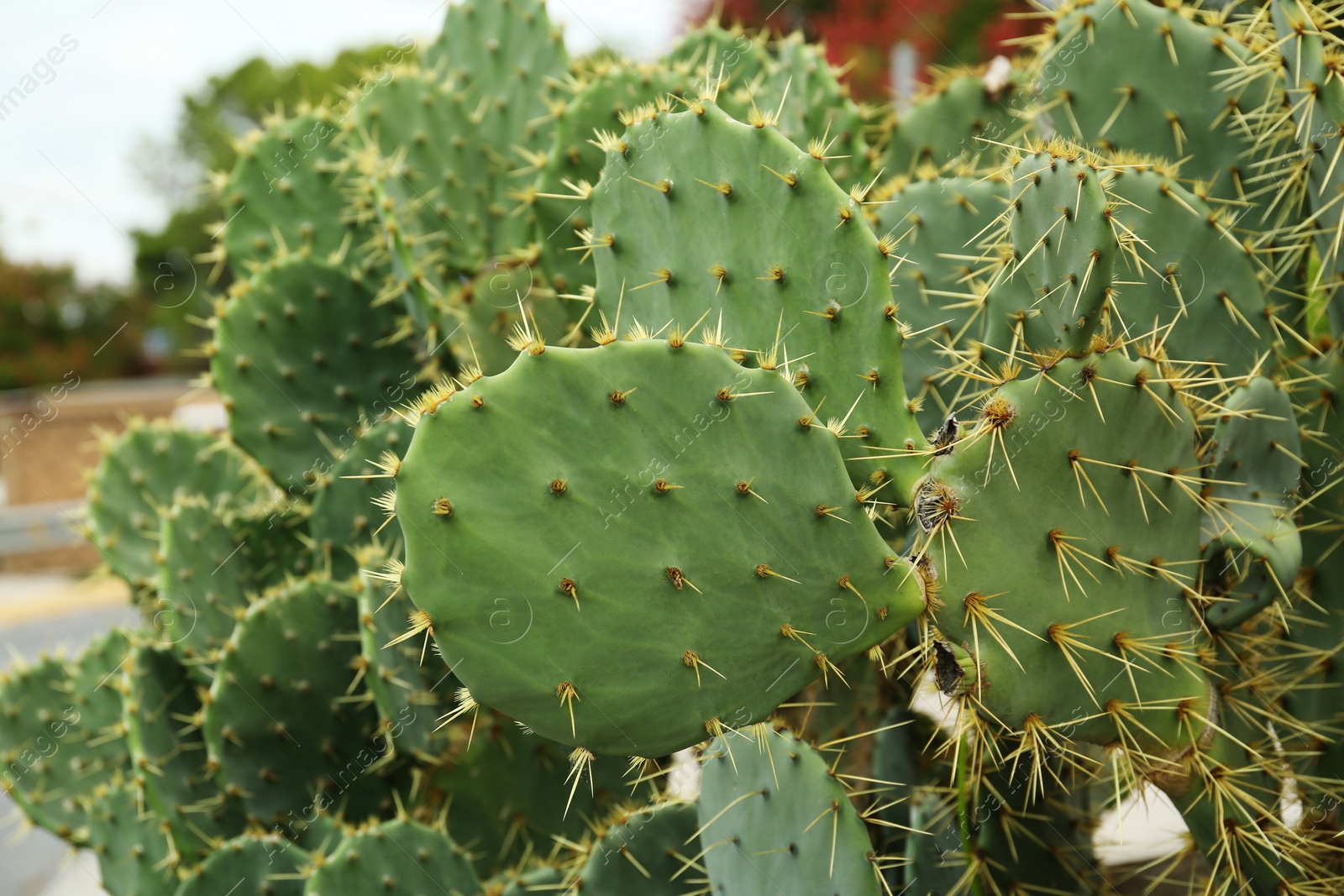 Photo of Beautiful prickly pear cactus growing outdoors, closeup