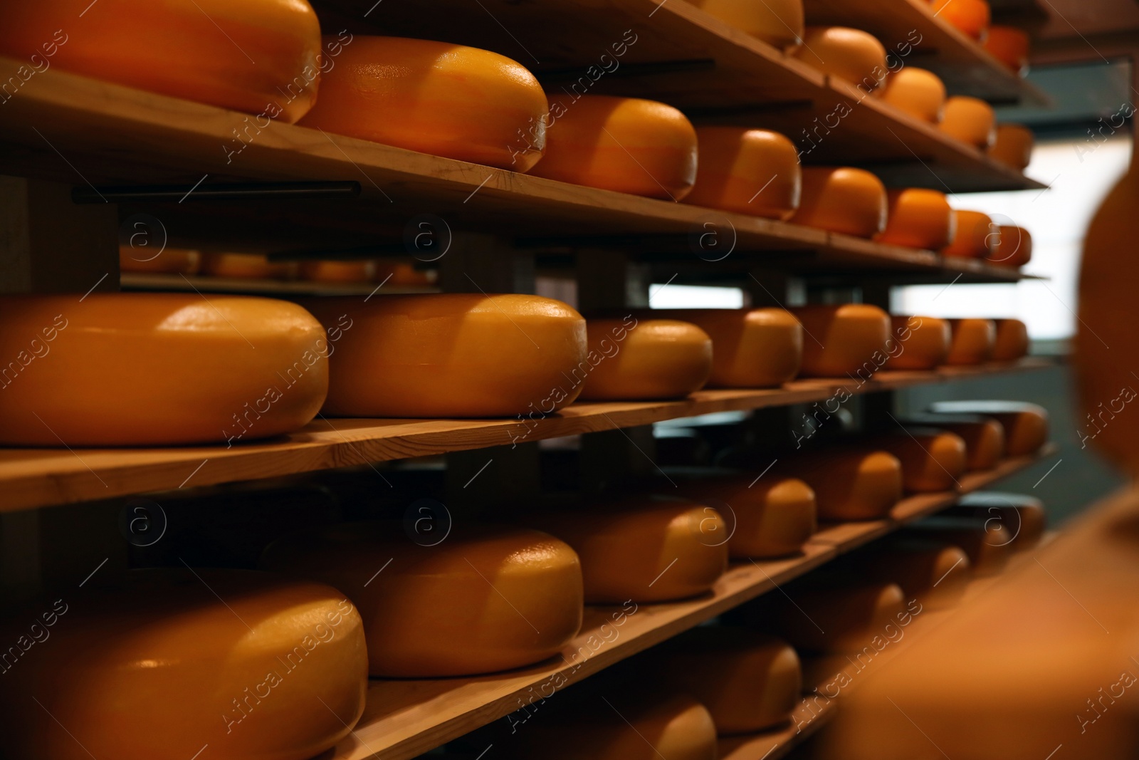 Photo of Fresh cheese heads on rack in factory warehouse