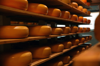 Fresh cheese heads on rack in factory warehouse