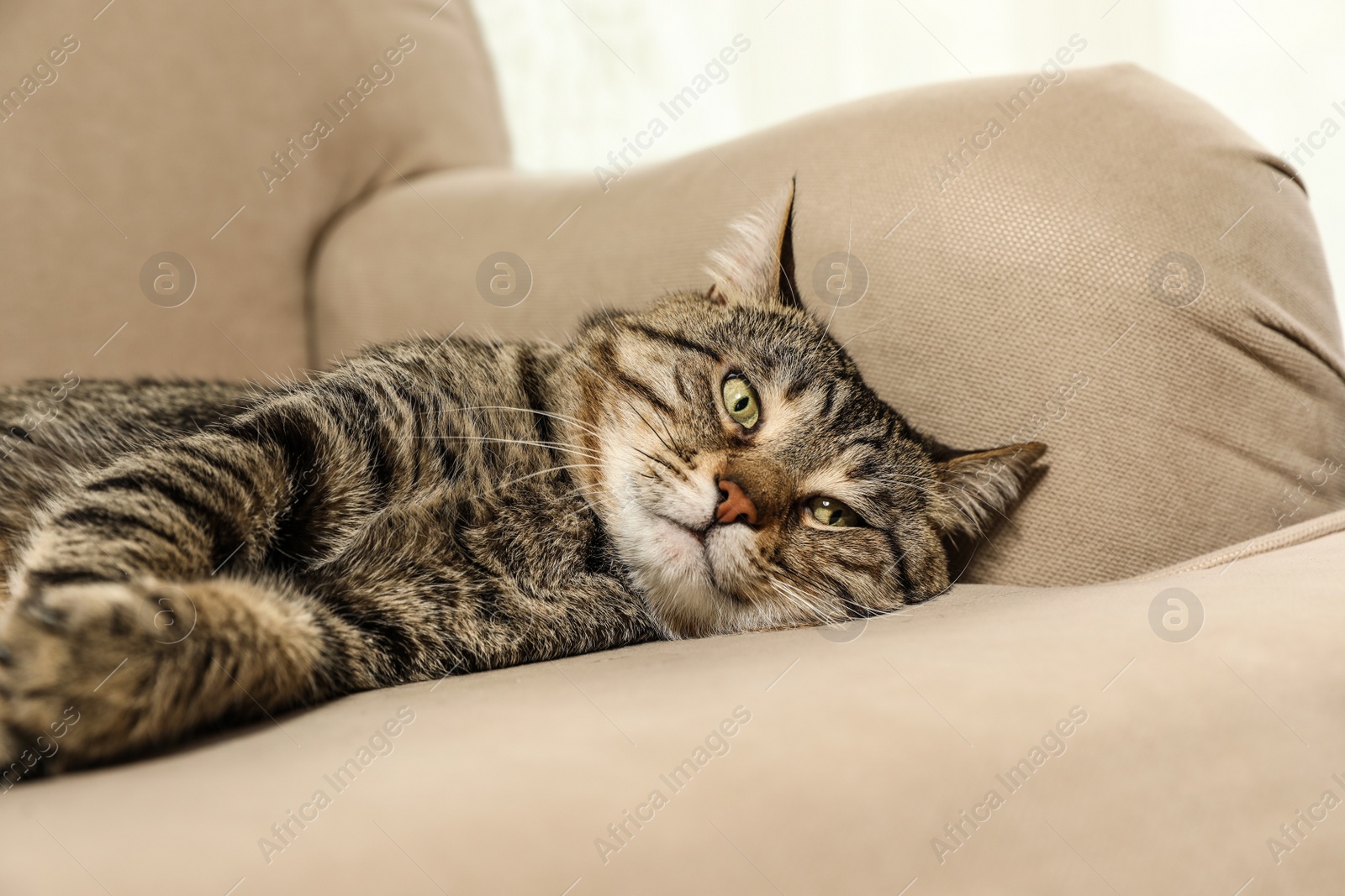 Photo of Cute tabby cat lying on sofa indoors. Friendly pet