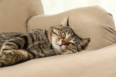 Photo of Cute tabby cat lying on sofa indoors. Friendly pet