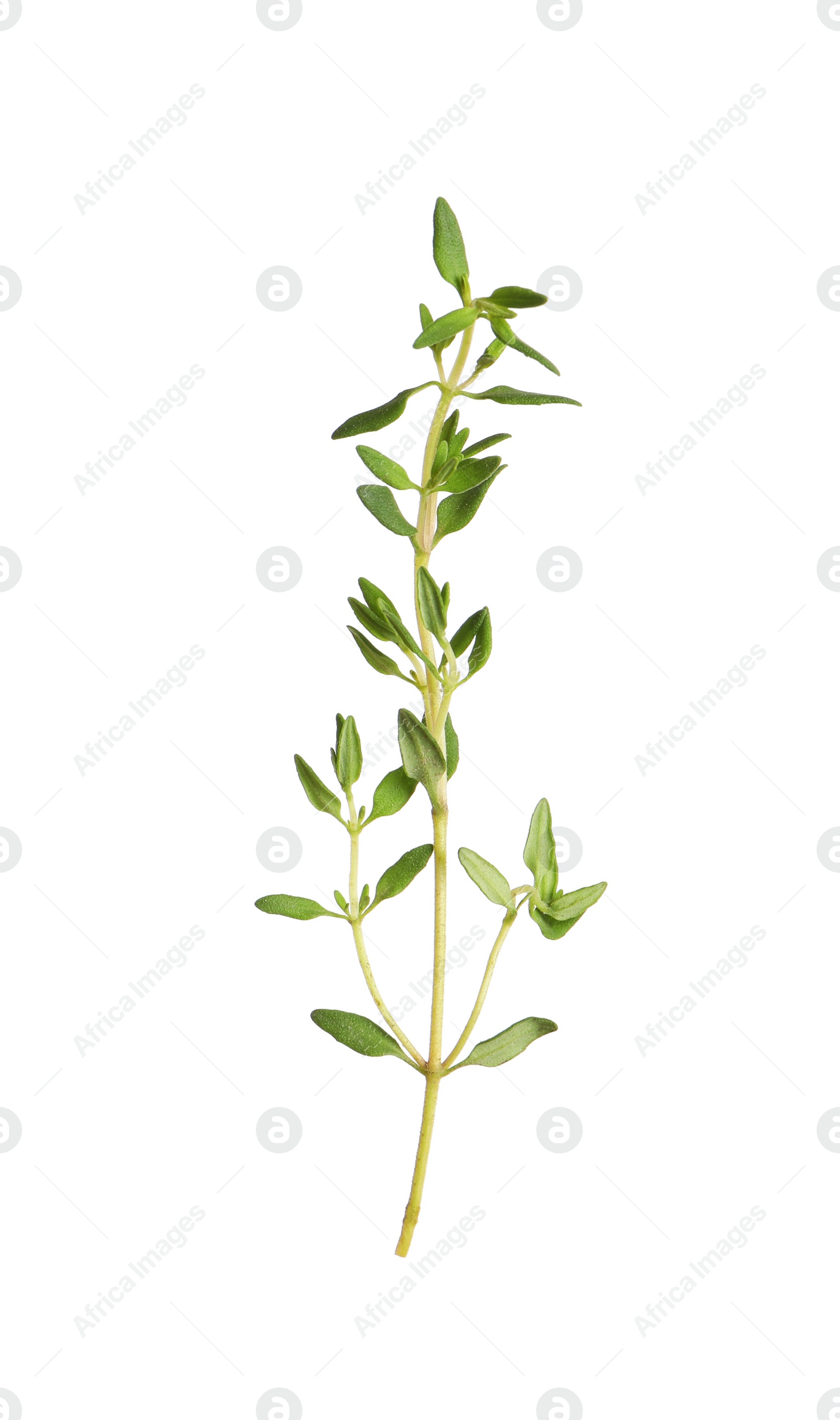 Photo of Aromatic thyme sprig on white background. Fresh herb