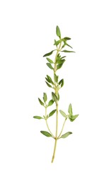 Aromatic thyme sprig on white background. Fresh herb