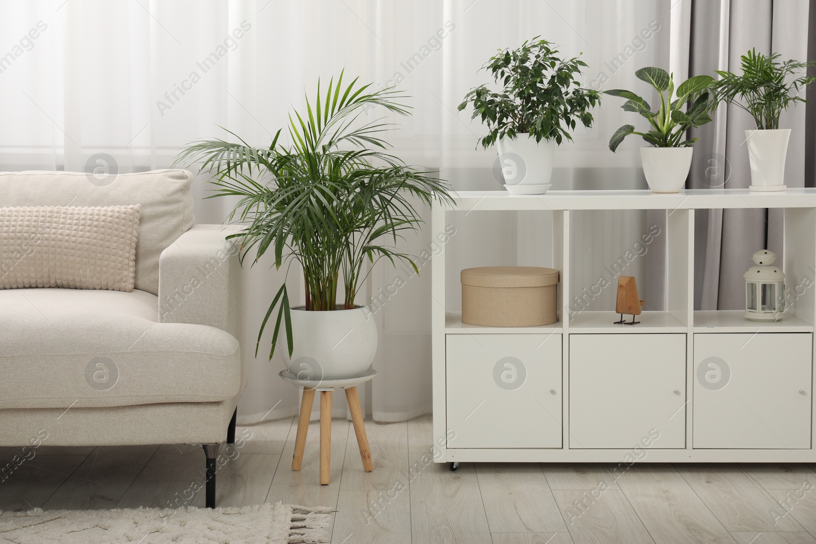 Photo of Living room interior with green houseplants in pots and stylish furniture