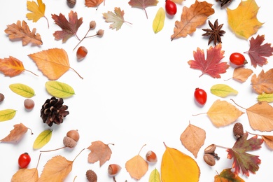 Beautiful composition with autumn leaves on white background, flat lay. Space for text