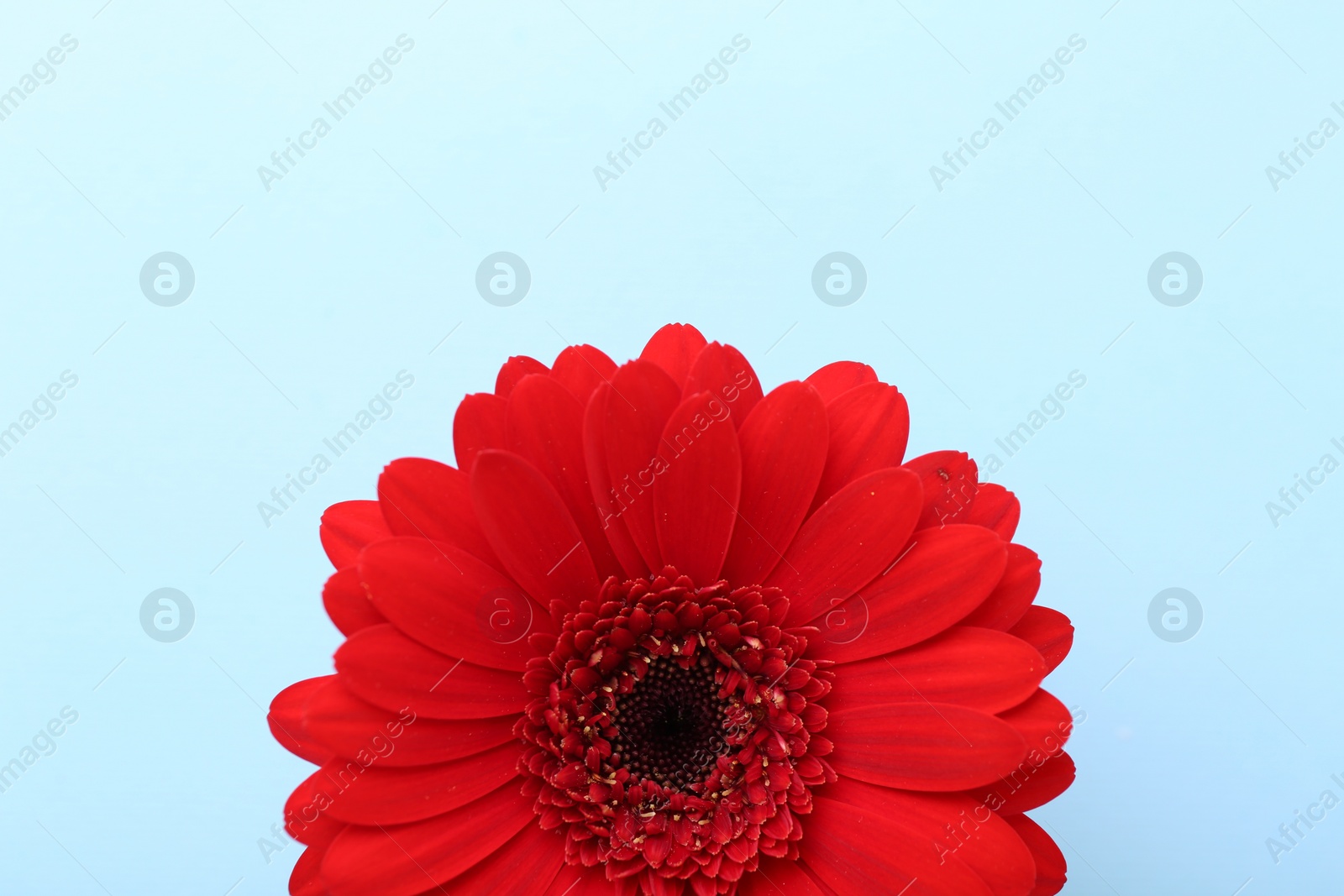 Photo of Beautiful red gerbera flower on light blue background, top view. Space for text