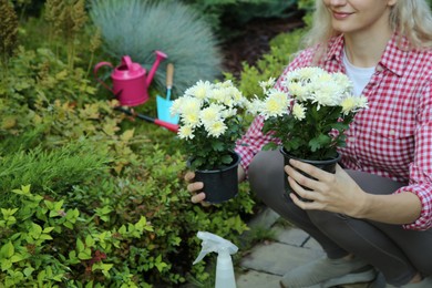 Photo of Transplanting. Woman with beautiful chrysanthemum flowers outdoors, closeup