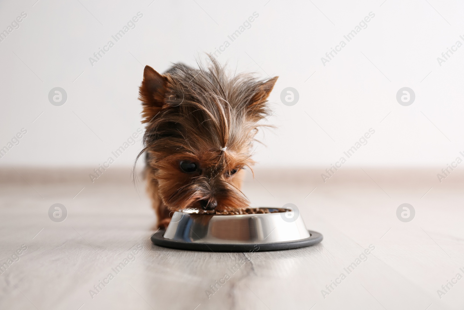 Photo of Cute Yorkshire terrier dog near feeding bowl indoors