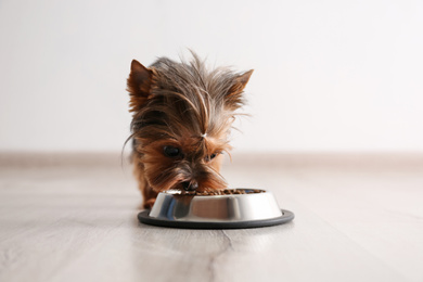 Cute Yorkshire terrier dog near feeding bowl indoors