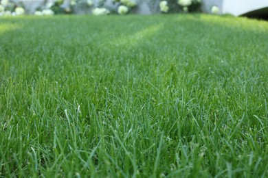 Fresh green grass growing outdoors on summer day