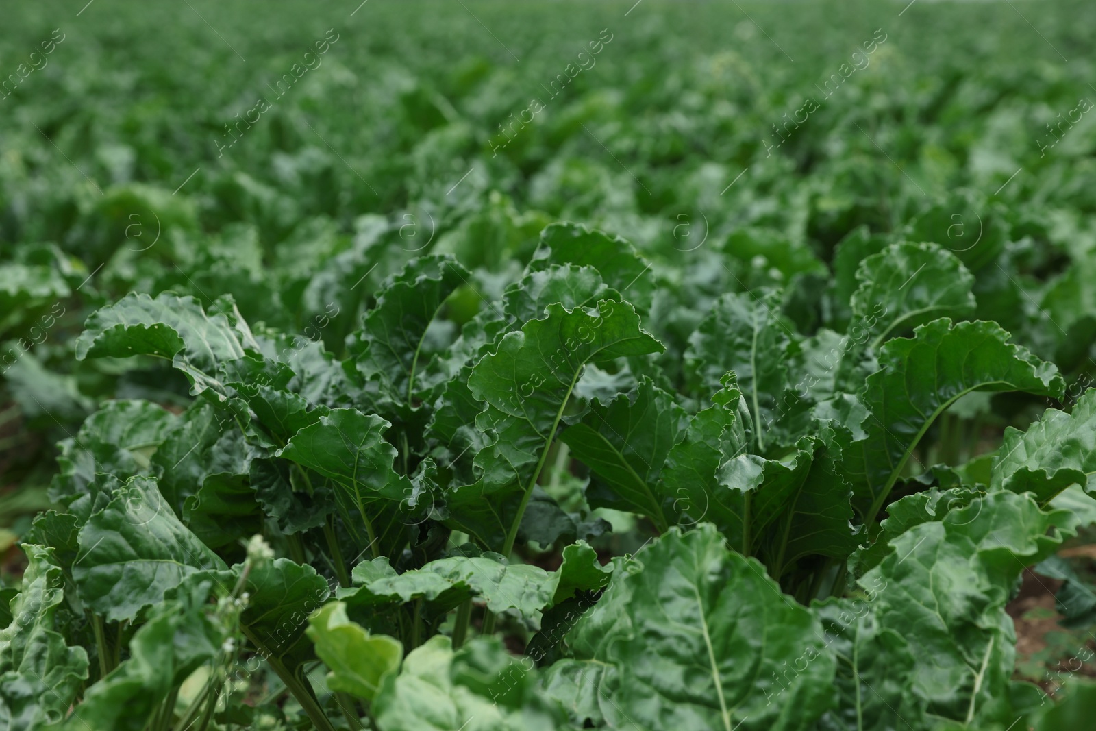 Photo of Beautiful beet plants with green leaves growing in field, closeup