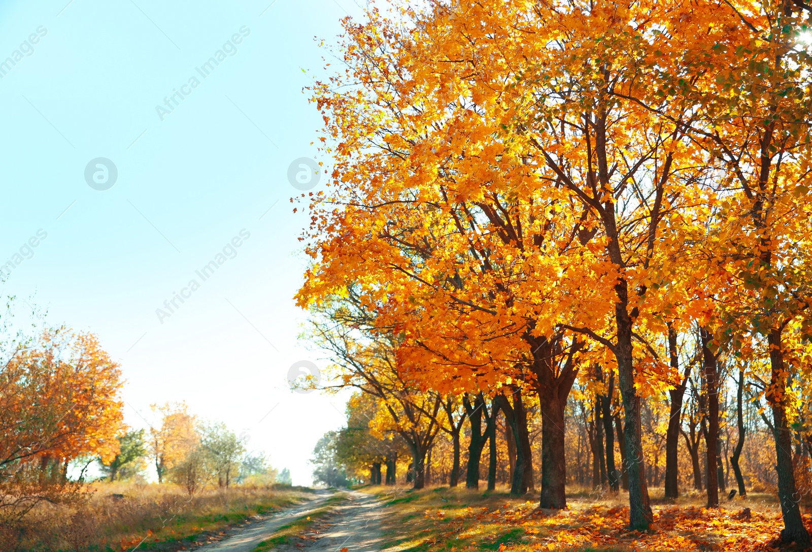 Photo of Beautiful autumn landscape with trees near countryside road and dry leaves on ground