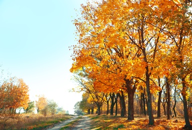 Beautiful autumn landscape with trees near countryside road and dry leaves on ground