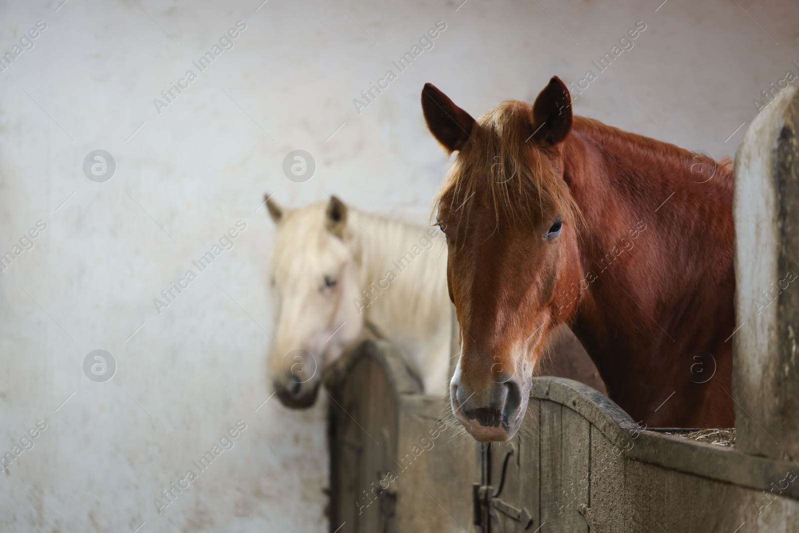 Photo of Adorable horses in stable, space for text. Lovely domesticated pet