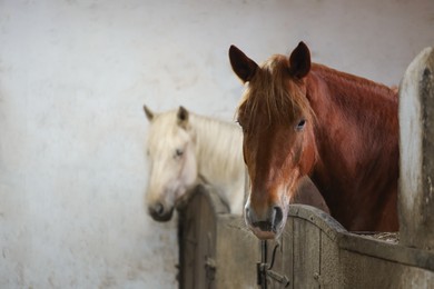 Photo of Adorable horses in stable, space for text. Lovely domesticated pet