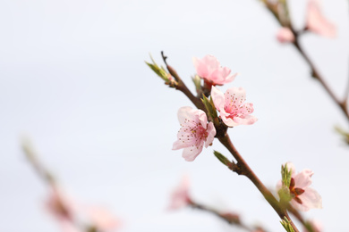 Photo of Closeup view of blossoming tree outdoors on spring day