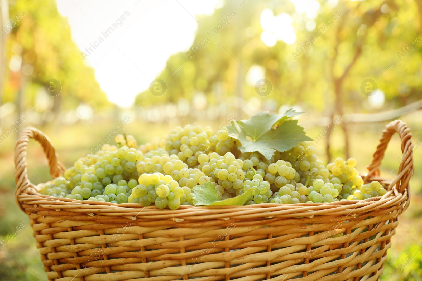 Photo of Wicker basket with fresh ripe grapes in vineyard, closeup