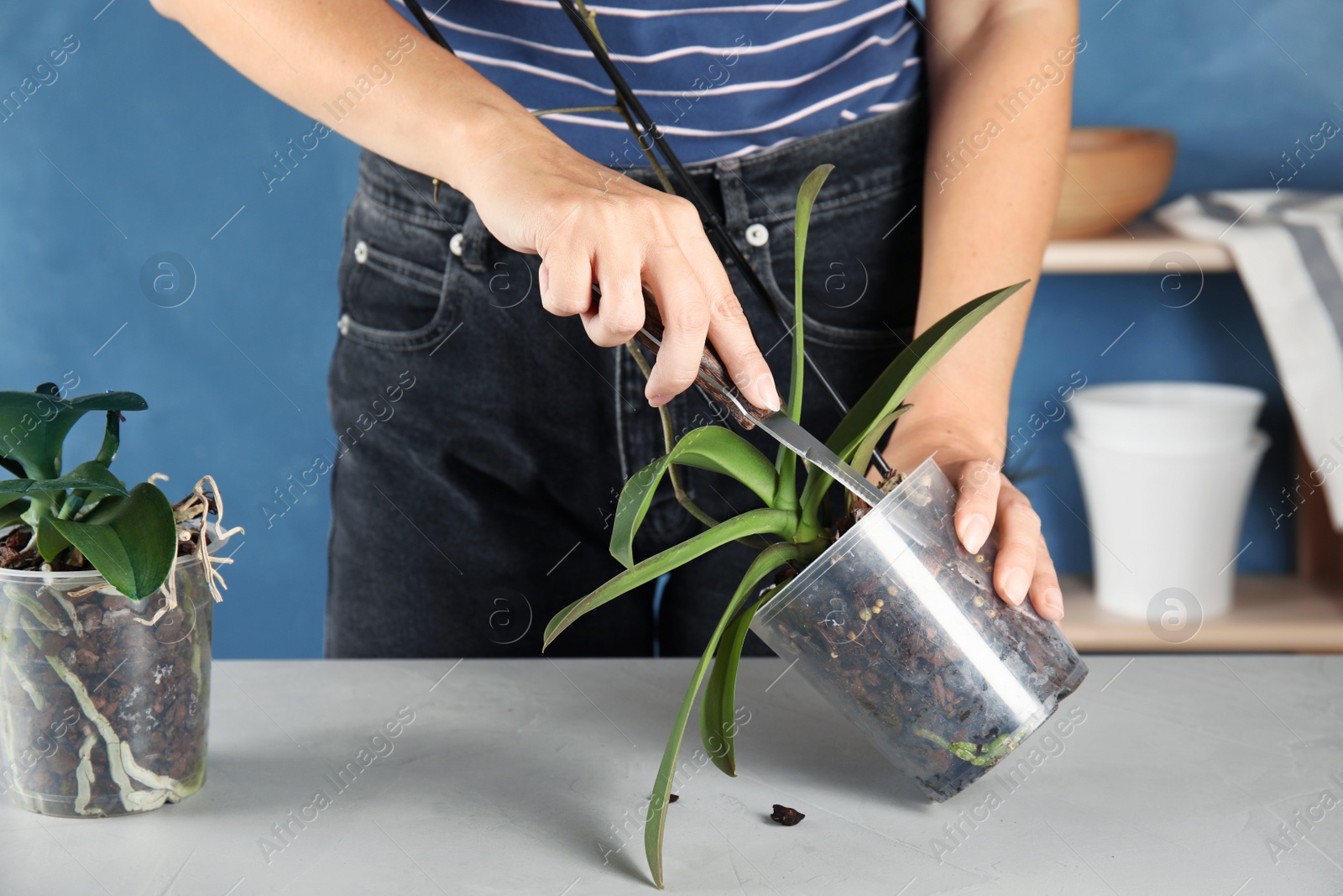 Photo of Woman transplanting orchid plant on table, closeup