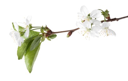 Spring branch with beautiful blossoms and leaves isolated on white