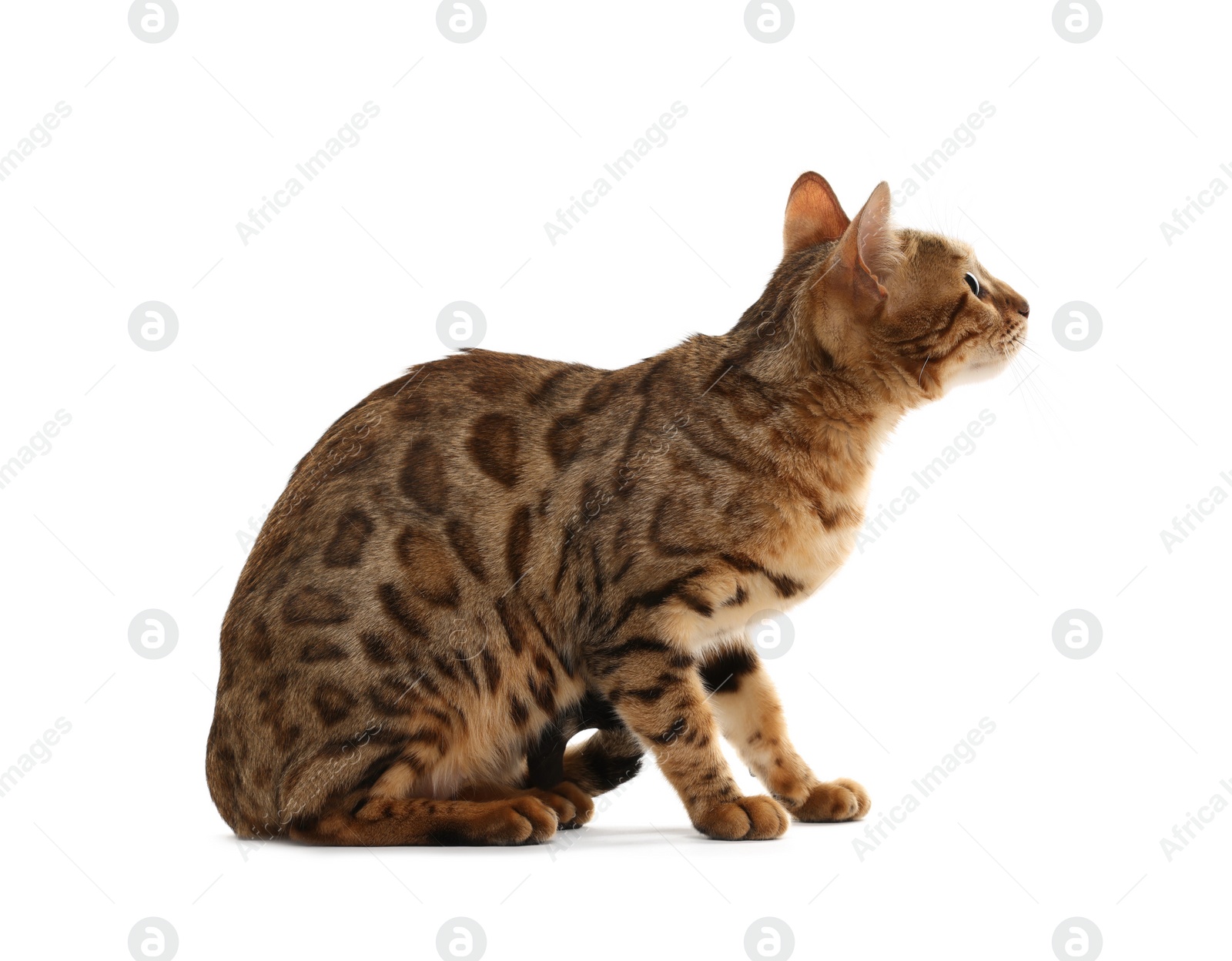 Photo of Cute Bengal cat on white background. Adorable pet