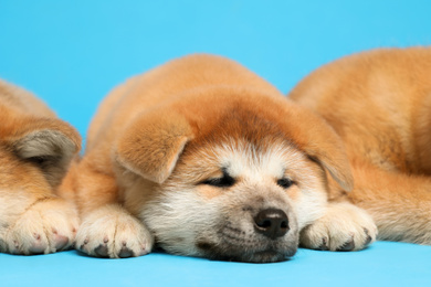 Photo of Cute Akita Inu puppies on light blue background. Baby animals