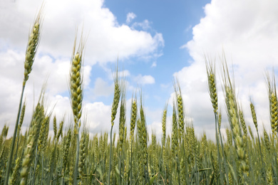 Photo of Agricultural field with ripening cereal crop under cloudy sky, closeup view