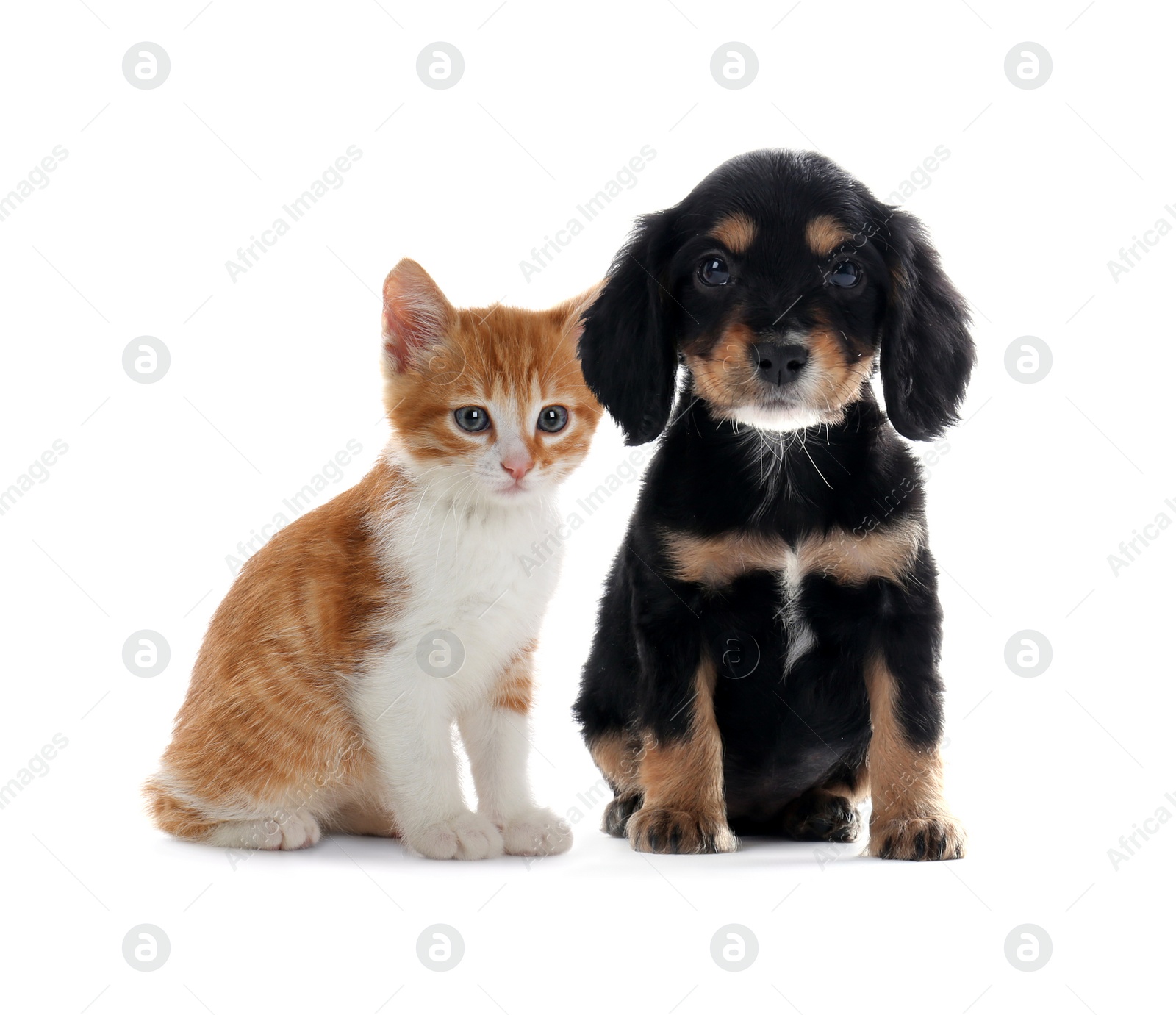 Image of Cute cat and dog on white background. Animal friendship