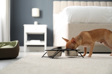 Cute Chihuahua dog near feeding bowl in room. Pet friendly hotel