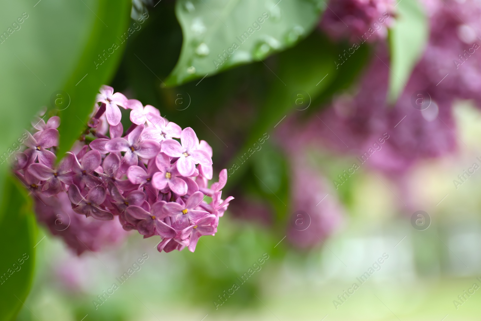 Photo of Closeup view of beautiful blossoming lilac bush outdoors