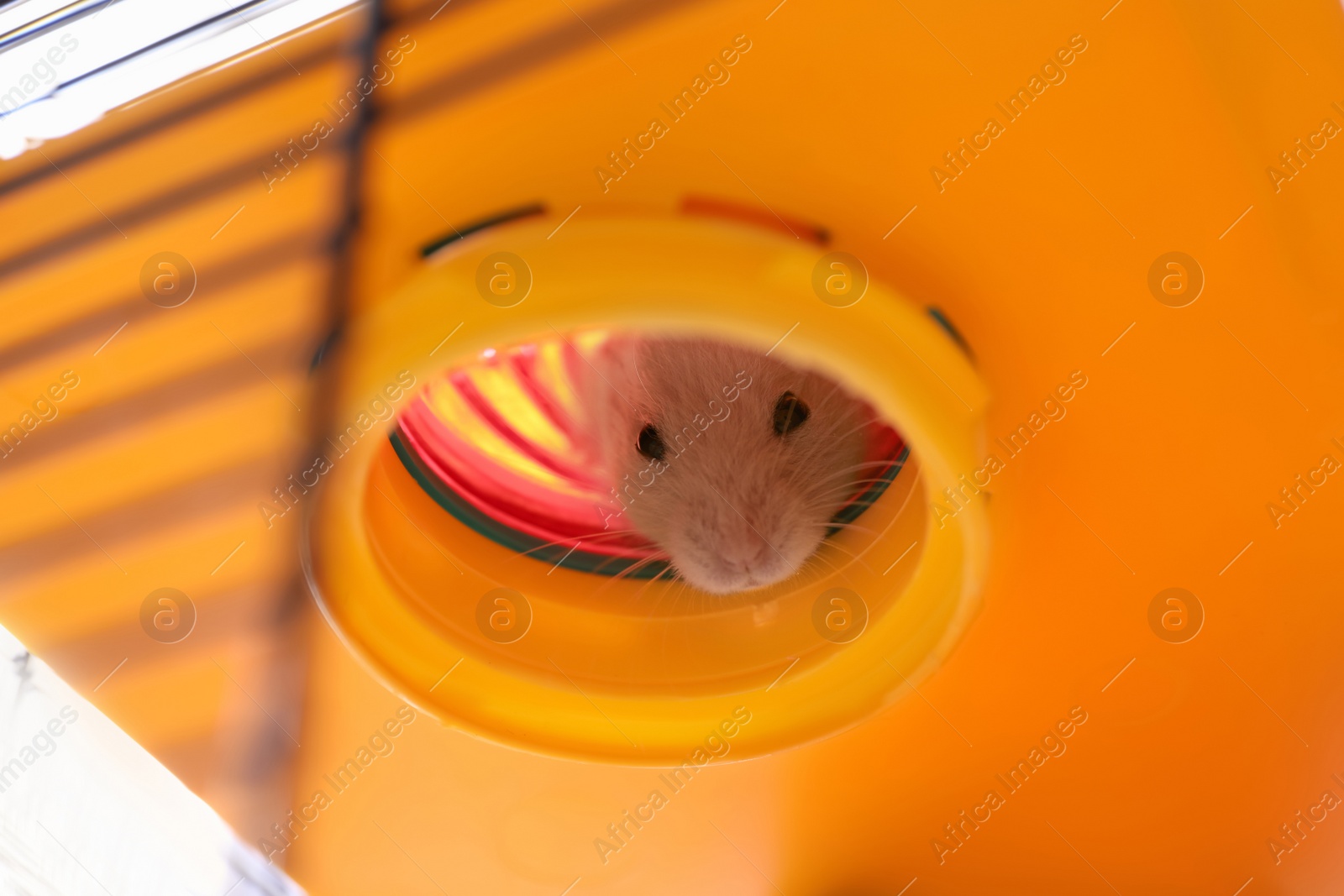 Photo of Cute little fluffy hamster in play house