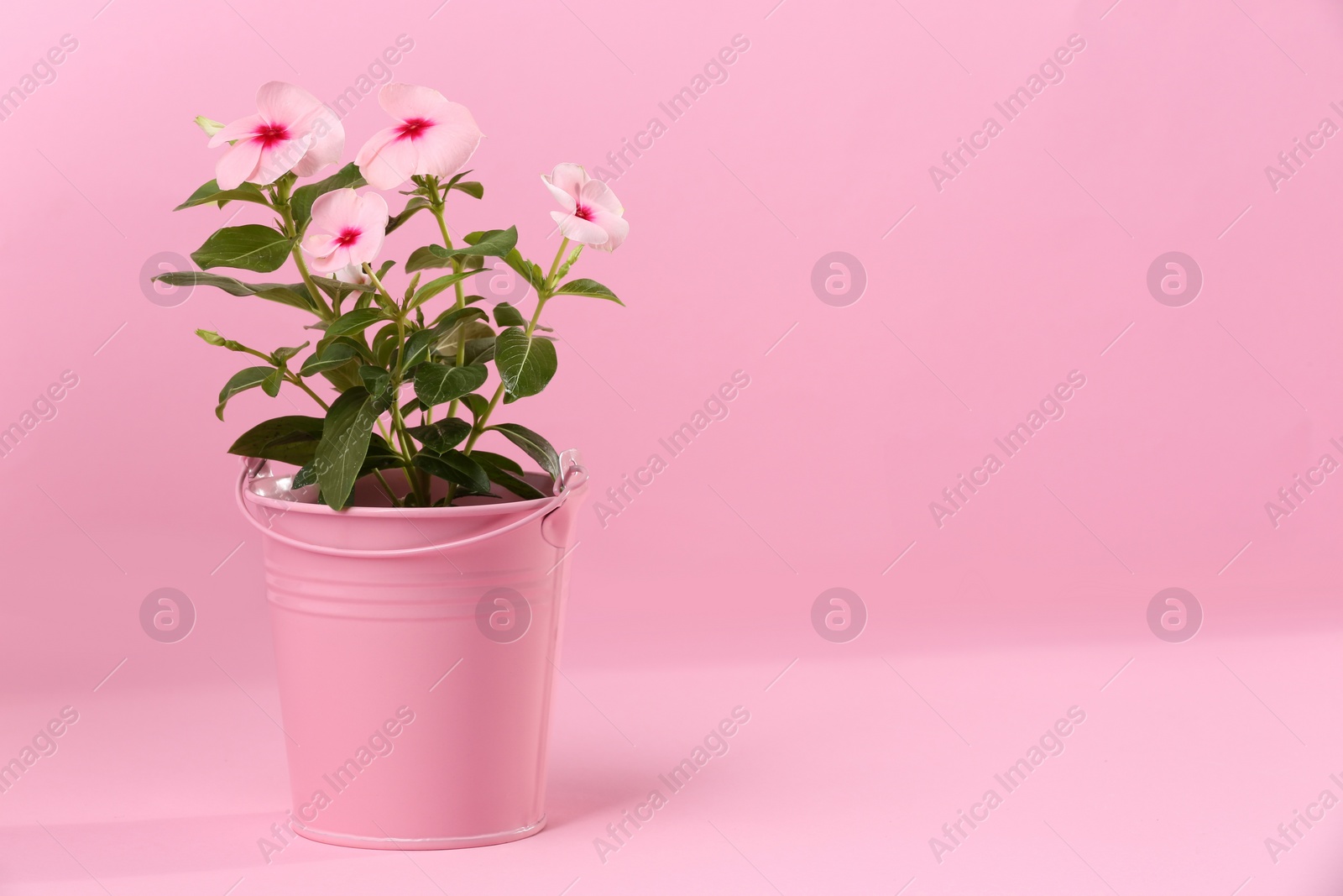 Photo of Catharanthus roseus in flower pot on pink background. Space for text