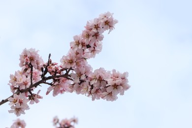 Photo of Delicate spring pink cherry blossoms on tree outdoors