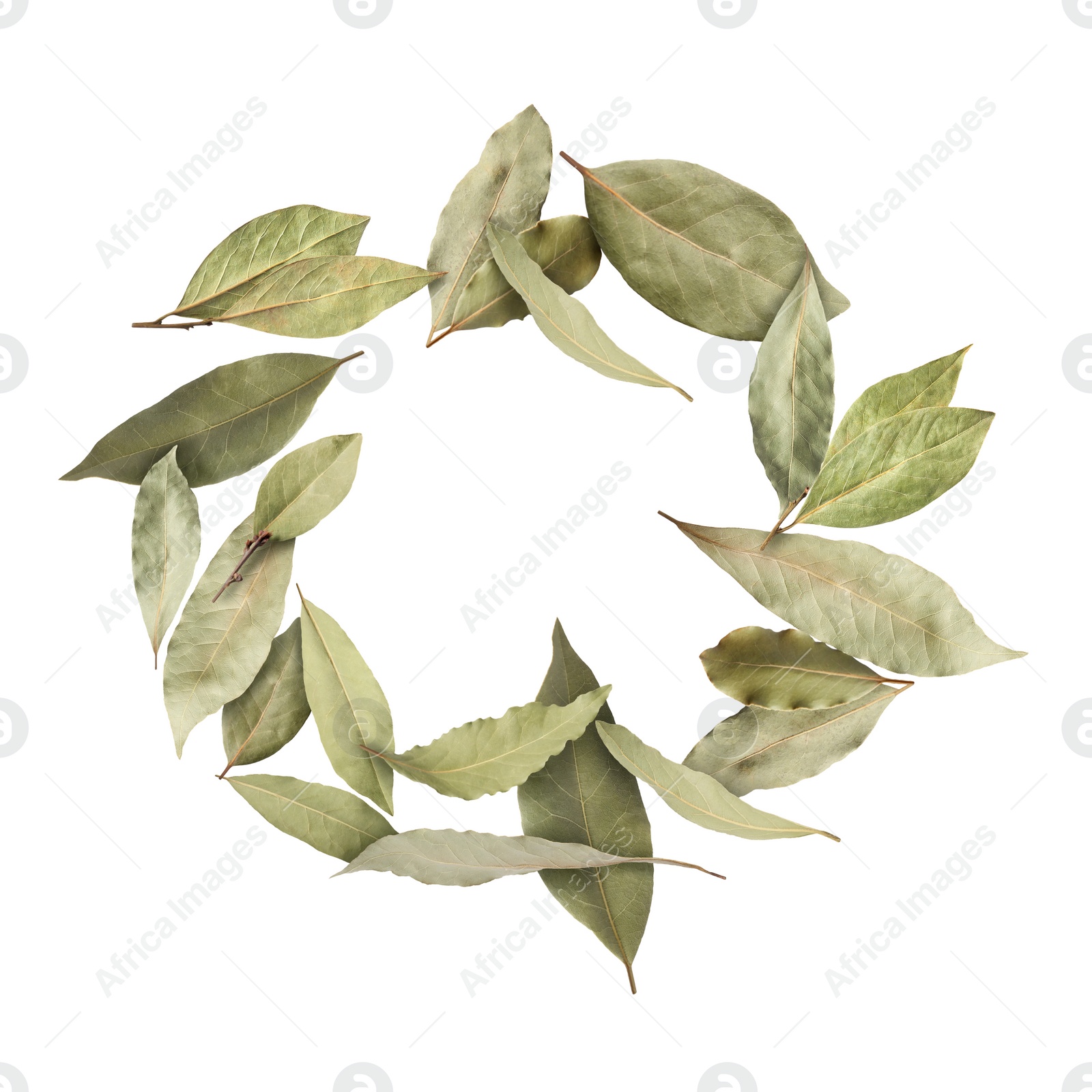 Image of Circle of dry bay leaves on white background