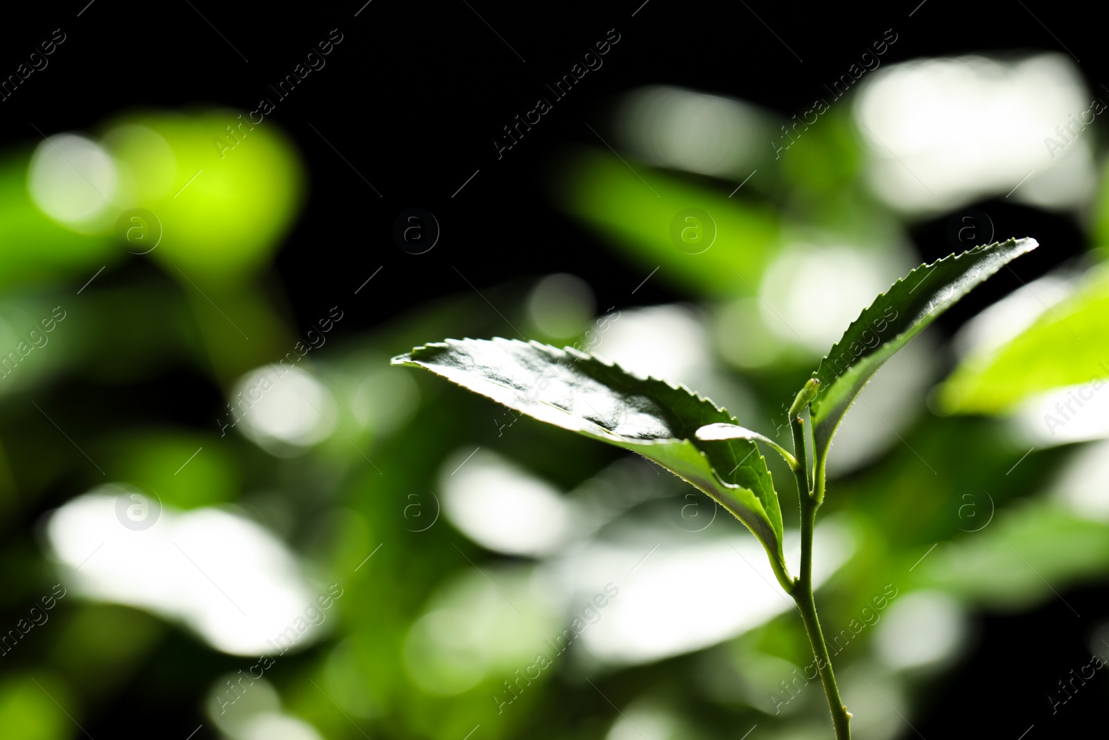 Photo of Closeup view of green tea plant against dark background. Space for text