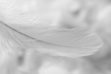Photo of Fluffy white feather on blurred background, closeup