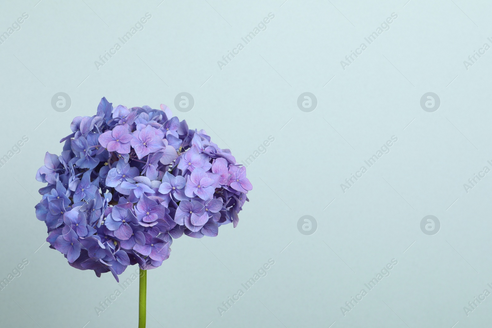 Photo of Beautiful bright hortensia flowers on light blue background. Space for text