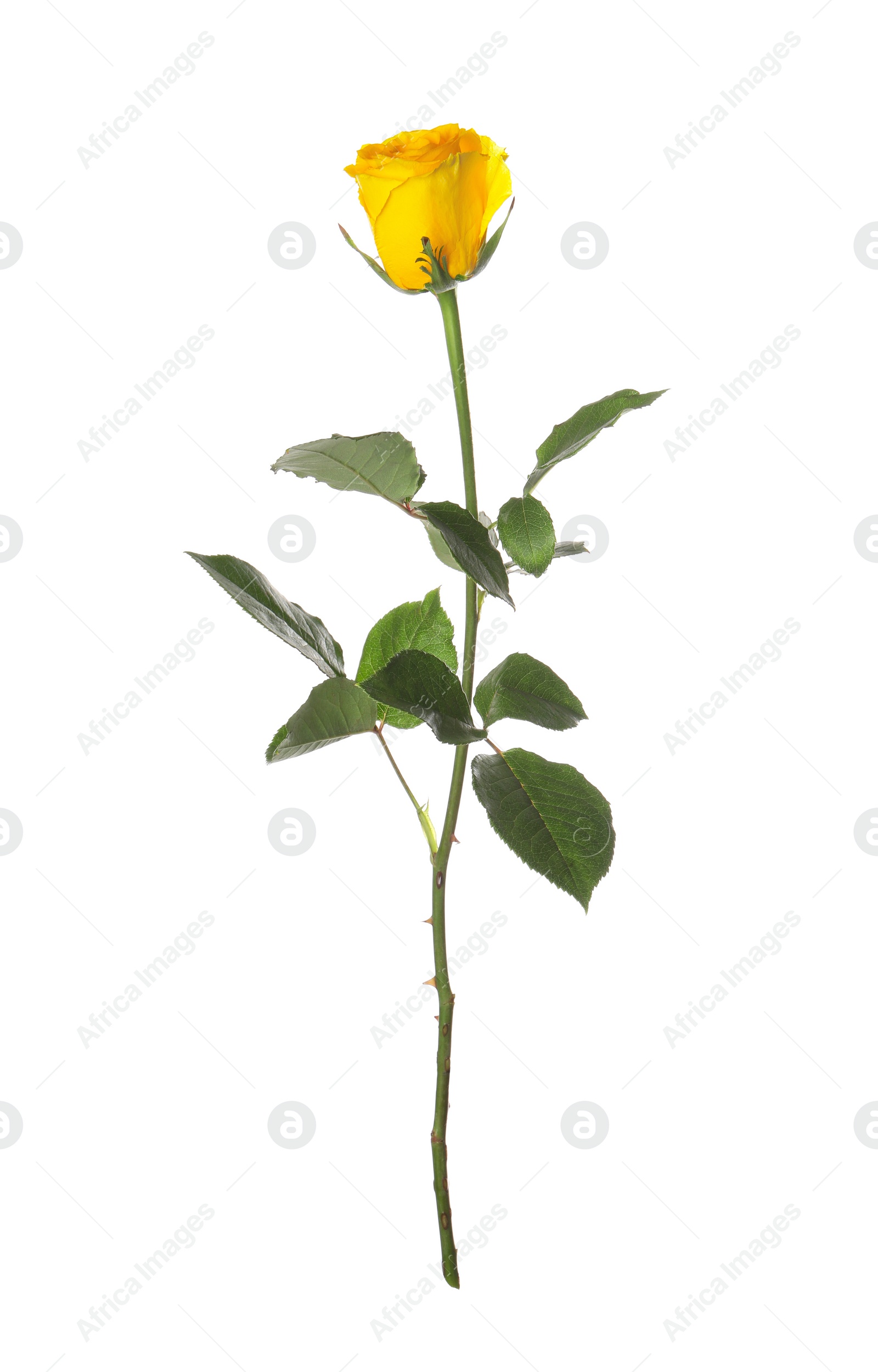 Photo of One beautiful yellow rose isolated on white