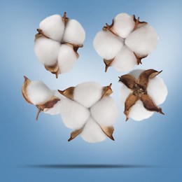 Image of Beautiful cotton flowers falling on light blue background