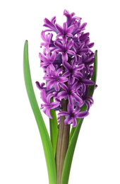 Photo of Beautiful purple hyacinth isolated on white. Spring flower