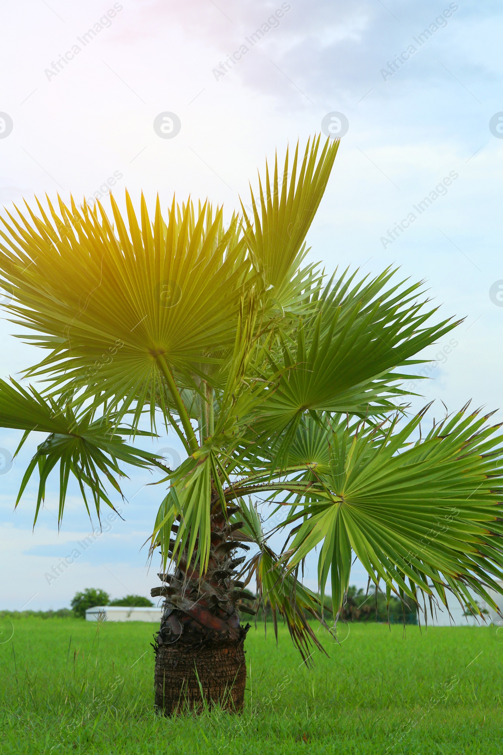 Photo of Beautiful view of palm trees against sky